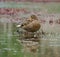 Mallard resting in a marsh pond