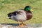 Mallard resting on a stone wall