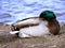 Mallard sleeping with head under his wing.