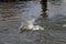 A Mallard splashes in a pond, playing and grooming herself