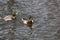 A Mallard splashes in a pond, playing and grooming himself