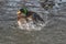 A Mallard splashes in a pond, playing and grooming himself
