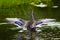 Mallard spreading its wings and splashing water