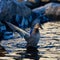 a mallard spreading its wings in water with rocks in the background