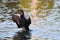 Mallard stretching wings on a hot summer day