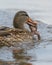 Mallard swimming and eating a frog in a lake