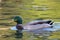 Mallard swimming at sunset