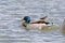 A mallard swims in the water of a pond