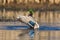 Mallard taking a bath