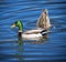 Mallard and Upside Down Friend