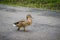 Mallard walking in the park.