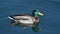 Mallard which is swimming in the lake, very close