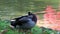 The mallard or wild duck, Anas platyrhynchos is a dabbling duck