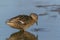 Mallard or wild duck Anas platyrhynchos female bathing and drinking in a pond