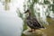 Mallard or wild duck Anas platyrhynchos female stands on a stone in a local lake.