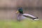 Mallard or Wild Duck (Anas platyrhynchos) foraging