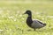 Mallard or Wild Duck (Anas platyrhynchos) foraging