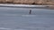Mallard, wild duck anas platyrhynchos on ice