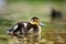 The mallard or wild duck Anas platyrhynchos a small duck with down feathers on the water. Small hairy ball. Duckling in the