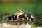 The mallard or wild duck Anas platyrhynchos a small duck with down feathers on the water. Small hairy ball. Duckling in the