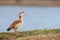 The Mallard or Wild Duck is a dabbling duck.