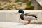 Mallard. Wild duck on the shore of a pond. Male-duck. Anas platyrhynchos