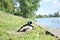 Mallard wild duck sitting on the grass by lake, male wild duck bird outside the water in sunny day, animal life