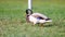 Mallard wild duck walking on the green grass, handheld footage