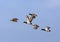 Mallards (Anas platyrhynchos), flying flock