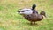 Mallards Anas platyrhynchos make themselves comfortable on the lawn and enjoy their togetherness and are happy together