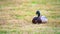 Mallards Anas platyrhynchos make themselves comfortable on the lawn and enjoy their togetherness and are happy together