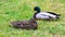 Mallards Anas platyrhynchos make themselves comfortable on the lawn and enjoy their togetherness and are happy together