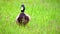 Mallards Anas platyrhynchos run and croak in the sun on an uncut green lawn
