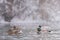 Mallards Anas platyrhynchos swim in heavy snow