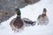 Mallards Anas platyrhynchos walking in the snowfall