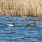 Mallards couple swimming in natural habitat