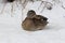 Mallards- Drakes & Hens on Ice (Anas platyrhynchos)