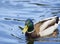 Mallards duck  drake Close up in sunny day