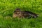 Mallards, female lying and relaxing, in the grass