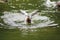 Mallards flapping about in the water