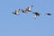 Mallards in flight