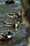 Mallards floating on the water on a windy day in autumn