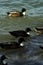 Mallards floating on the water on a windy day in autumn