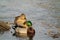 Mallards male and female, Anas platyrhynchos, on the lake