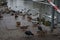 Mallards, moorhens, coots crawled out onto the shore of the lake in winter in search of food. Berlin, Germany