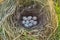 Mallards nest, Clutch of nine white eggs