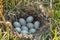 Mallards nest, Clutch of nine white eggs