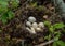 Mallards nest with eggs close-up