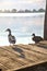 Mallards on a pier by the shore