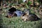 Mallards resting next to the shore of a lake